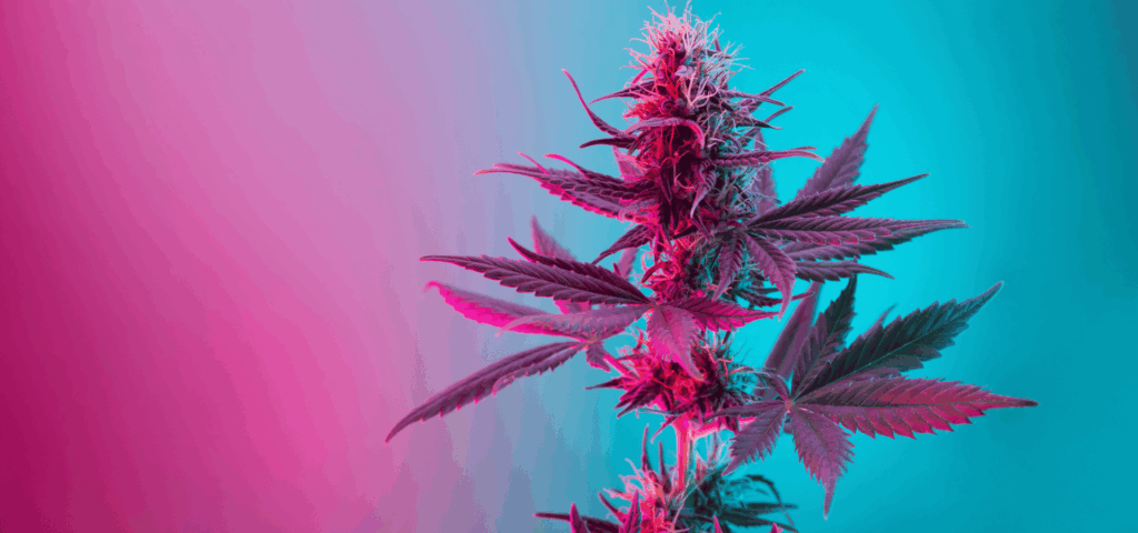Blue Dream Cannabis photo of plant